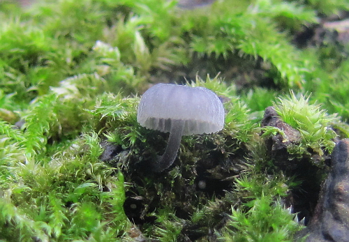 Mycena pseudocorticola